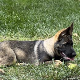 German Shepherd Puppies from StoneWall