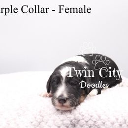 Purple Collar - Parti female Goldendoodle puppy in Maryville, Tennessee from Twin City Doodles
