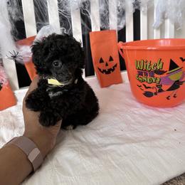 Poodle All Grown Up from Parti-Pawz