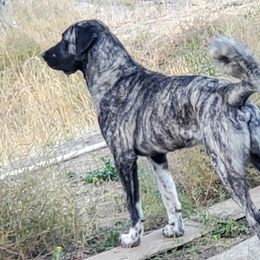 Tavşan - Turkish Boz Shepherd