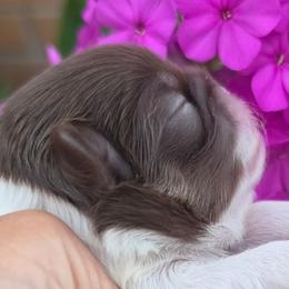 Gismo - Red male Pekingese puppy in Lone Oak, Texas from PDF Kennels