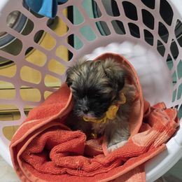 Scarlett - female Mal-Shi puppy in Copperas Cove, Texas from Collier's Canines