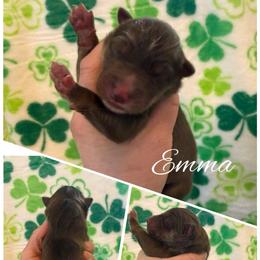 Emma - Red and white female Siberian Husky puppy in London, Ohio from Rose Trail Siberian’s