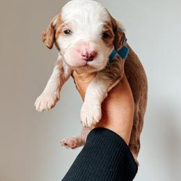 Beau - Blue collar boy - Red  male Goldendoodle puppy in Ruthorfordton, North Carolina from Duncan Doodles Goldendoodles
