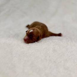 Taffy - Red  female Goldendoodle puppy in Rio Linda, California from Plush Doodles