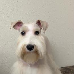 Opals Price is 4600 - Wheaten female Miniature Schnauzer puppy in San Antonio, Texas from Texas Blessed Schnauzers