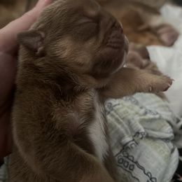 Bulldog and French Bulldog Puppies from JuneBug Bullies