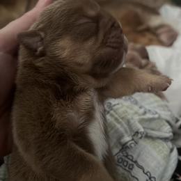 Bulldog and French Bulldog Puppies from JuneBug Bullies
