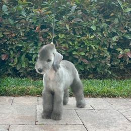 Bedlington Terrier and Great Dane Puppies from Cloud9 Bedlingtons and Argos Danes
