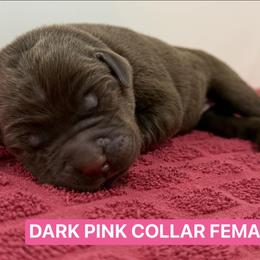 Dark Pink Collar Female - Chocolate female Labrador Retriever puppy in Tacoma, Washington from Triple H Farm