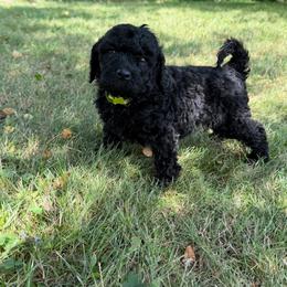 Bear - Black male Bernedoodle puppy in Constableville, New York from Zehr’s Labradoodles & Bernedoodles