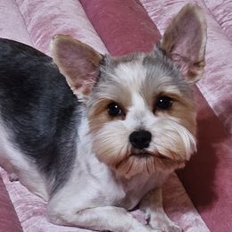 Nova - Yorkshire Terrier