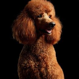 Kora - Poodle