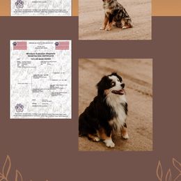 Miniature American Shepherd puppies from Ark Acres Kennels