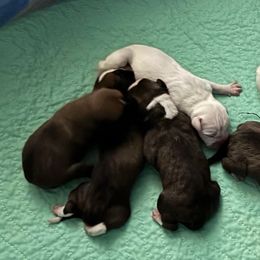 Boy 1 - Brindle male Boxer puppy in Jupiter, Florida from CJM Boston and Boxer Puppies