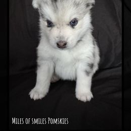 Pomsky Puppies from Miles of Smiles Pomskies