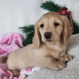 Pearl - Cream female Dachshund puppy in Grants Pass, Oregon from vom Treuen Wachter