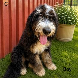 Boy 2 Berne Markings - Tri-color male Bernedoodle puppy in North Zulch, Texas from Sweet Pup Schnauzers