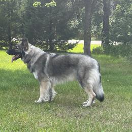 Shiloh Shepherds from JD’s Shiloh’s