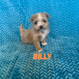 Lucky's Downtown Man (Billy) - Gold male Havanese puppy in Fielding, Utah from LUCKY HAVANESE