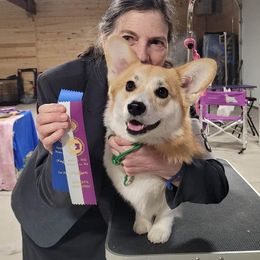 Pembroke Welsh Corgi Puppies from Outlands Corgis