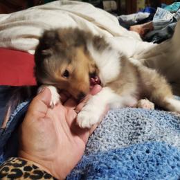 Toy Shetland Sheepdog Puppies from LaLa's Lilliputian Lassies