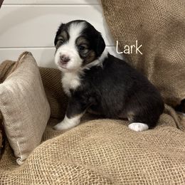 Girl 4 - Black tri Miniature American Shepherd puppy in Eclectic, Alabama from Solid Rock Miniature American Shepherds