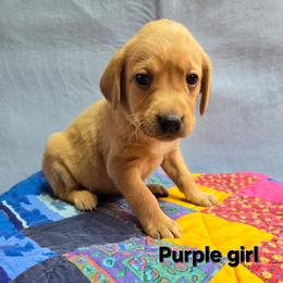 Girl 5 - Yellow female Labrador Retriever puppy in Potosi, Wisconsin from Point and Flush Gun Dogs
