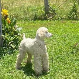 Poodles from Kountry Bumpkin Canines