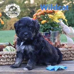 Wildcat - Phantom male Bernedoodle puppy in Heyworth, Illinois from Cobble Creek Puppies