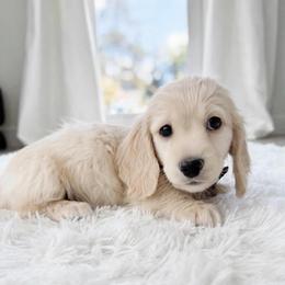 Copper cream Longhair - Cream male Dachshund puppy in Richmond, Virginia from Irresistible Dachshunds & Cavaliers