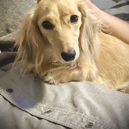 Peaches - Dachshund