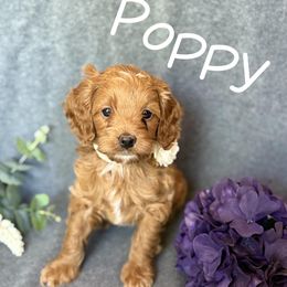 Cavapoo Puppies from AZ Cavapoos
