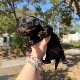 Crow - Black and tan male Dachshund puppy in Joplin, Missouri from Dreamy dachshunds