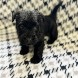 Girl 3 - Black female Scottish Terrier puppy in Scurry, Texas from Starlight Scotties of Texas