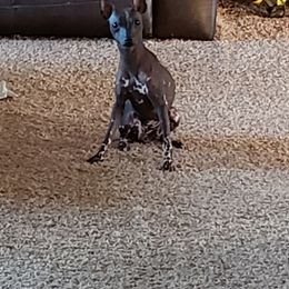 Myshka - Xoloitzcuintli