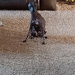 Myshka - Xoloitzcuintli