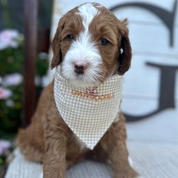 Teal Collar Girl - Goldendoodle puppy in Los Alamitos, California from Given Doodles