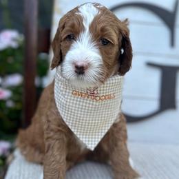 Teal Collar Girl - Goldendoodle puppy in Los Alamitos, California from Given Doodles