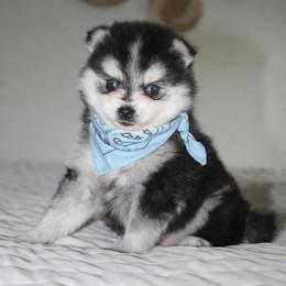 Zane - Black and white male Pomsky puppy in Apple Creek, Ohio from Kathryn Troyer