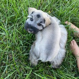Jasmine - Salt and pepper female Miniature Schnauzer puppy in Rochester, Indiana from The_Schnauzer_House