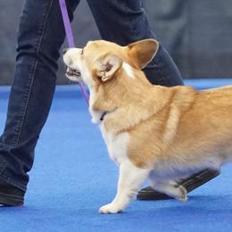 Pembroke Welsh Corgis from Celtcroft Corgis