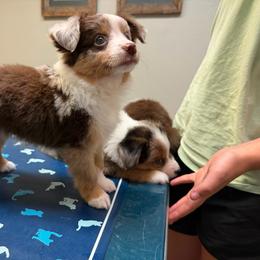 Aren - Red merle male Toy Australian Shepherd puppy in Bogata, Texas from Maple Creek Run
