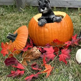 Miniature Schnauzer All Grown Up from Southcross Miniature Schnauzers