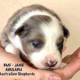 Janie - Blue merle female Australian Shepherd puppy in Gowen, Michigan from XA AUSTRALIAN SHEPHERDS