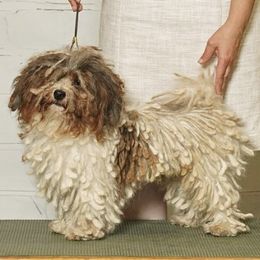 Havanese puppies from Alchemy Havanese