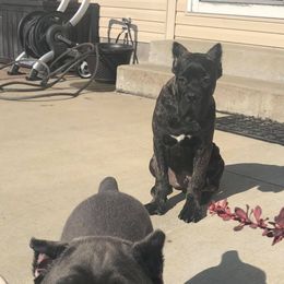 Cane Corso Puppies from Fedele's Cane Corso