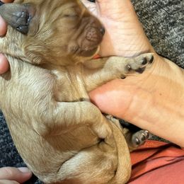 Cavalier King Charles Spaniel and Cavapoo Puppies from Boyd Cavapoo & Cavalier Puppies