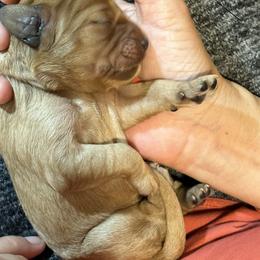 Cavalier King Charles Spaniel and Cavapoo Puppies from Boyd Cavapoo & Cavalier Puppies
