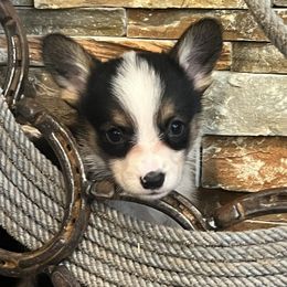 Pippin F2 - Black and tan female Pembroke Welsh Corgi puppy in Stockton, Iowa from Infinity Corgis